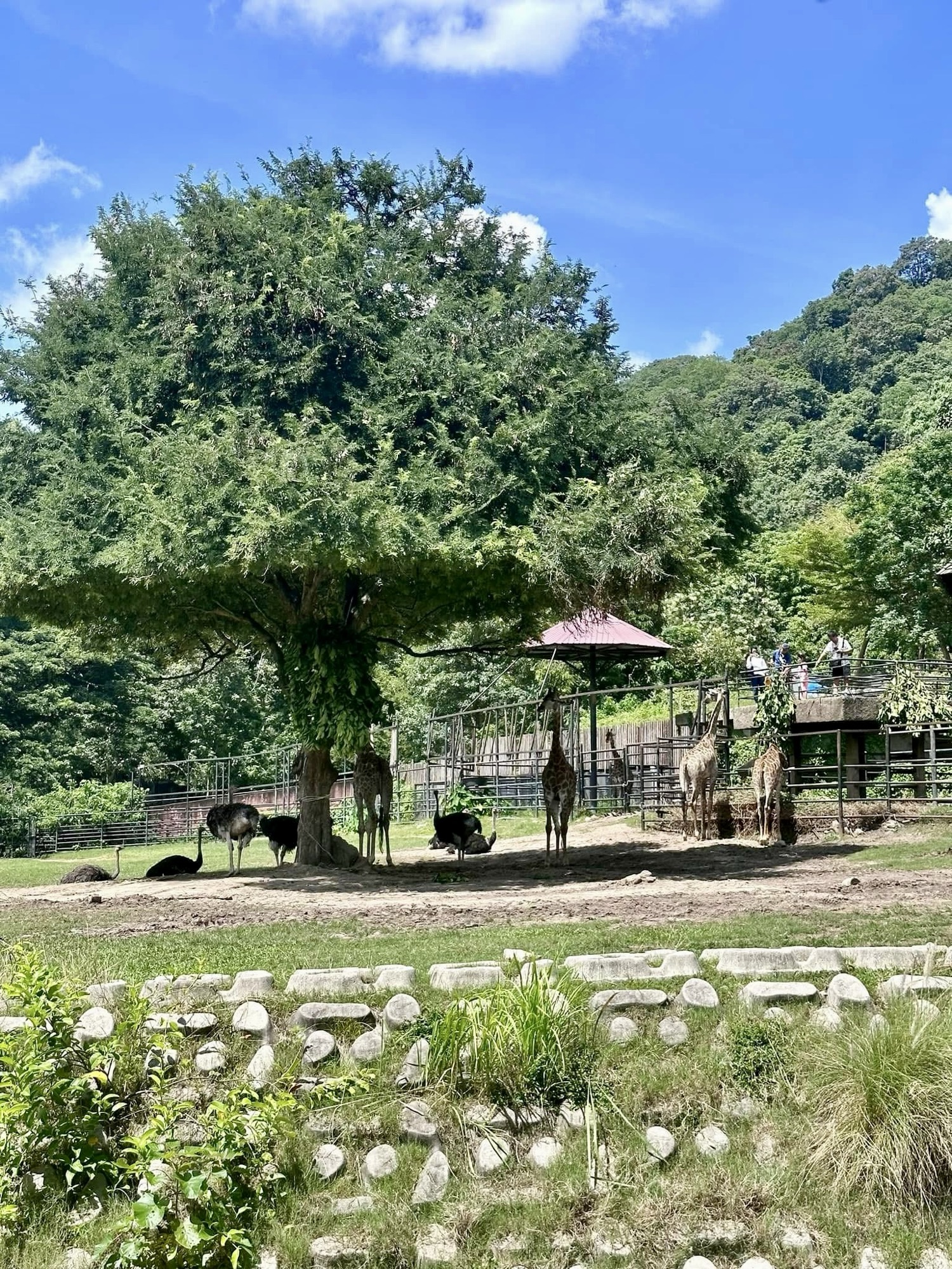 Khao Kheow Open Zoo Travel Guide: Things to Know and Do with Kids in Chonburi